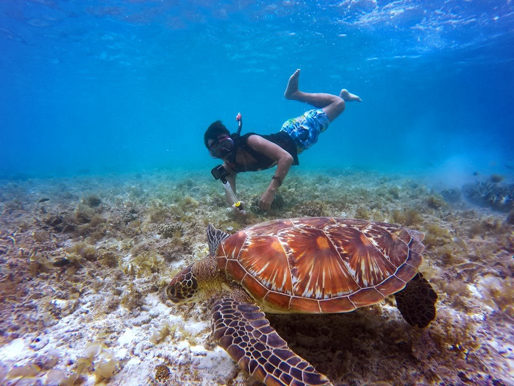 Scuba diver swimming with sea turtle at Koh Tao dive site | Wonderland Jungle Hostel